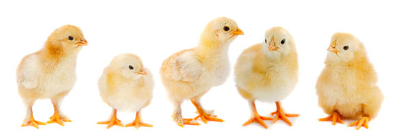Poultry Farming In Pakistan Guide In Urdu 05