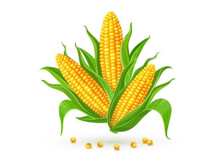 Corn/ Sweetcorn