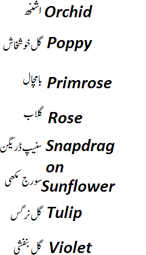 names of flowers in english and urdu with pictures 03